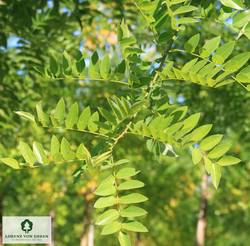 Sophora japonica 'Regent'