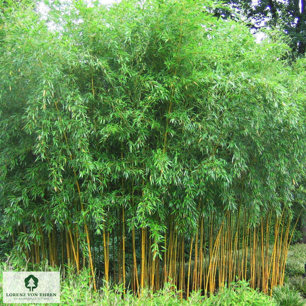 Phyllostachys aureosulcata 'Spectabilis'