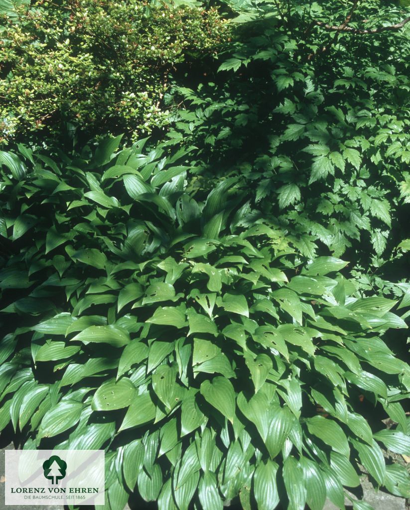 Hosta lancifolia