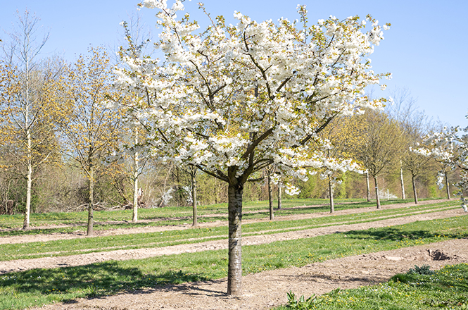 weiße Blüten LvE Prunus serrulata Shirotae Japanische Kirsche in weiß