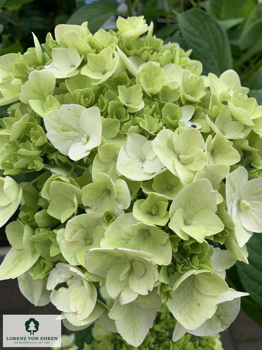 Hydrangea macrophylla 'Forever & Ever Weiß'