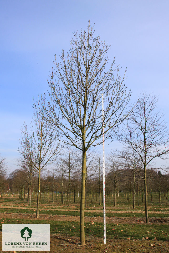 Fraxinus excelsior 'Atlas'