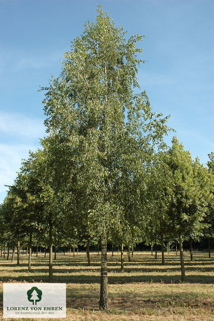 Betula pendula