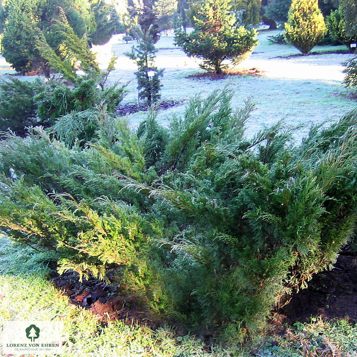 Juniperus sabina 'Femina'