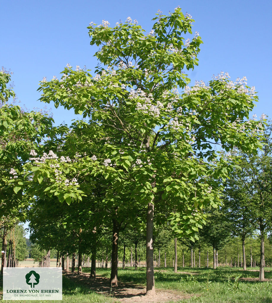 Catalpa bignonioides