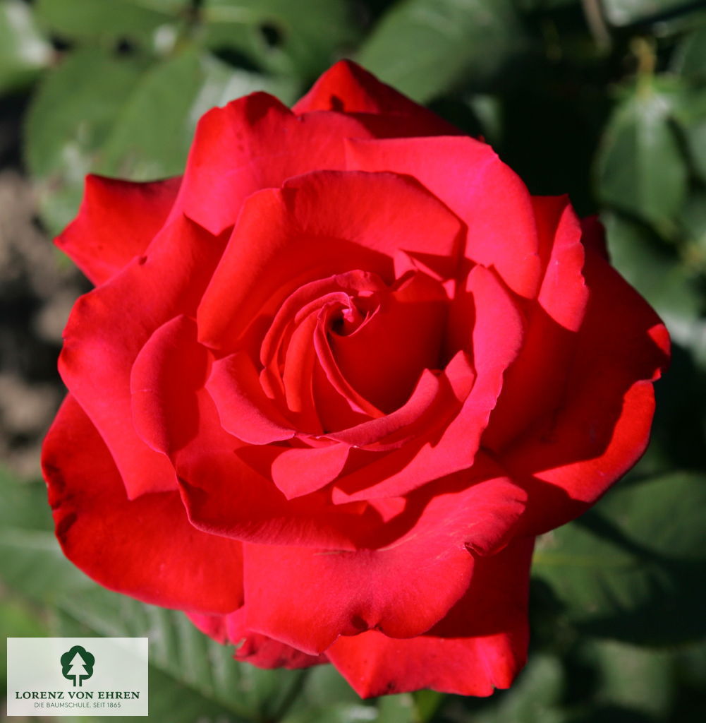 Rosa 'Grande Amore'
