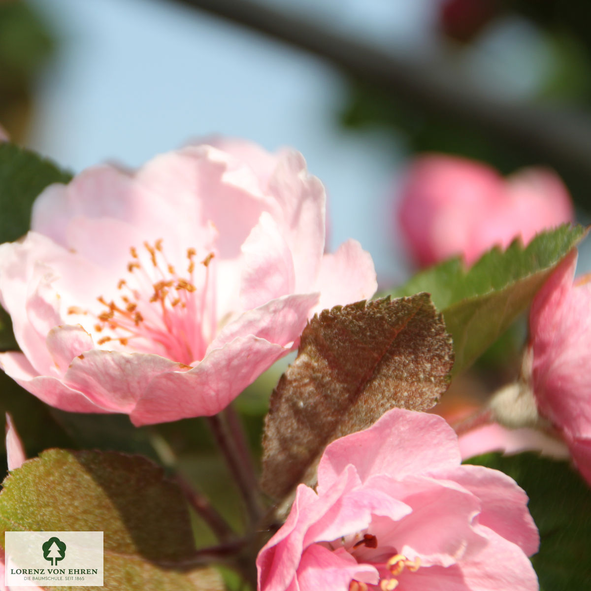 Malus 'Brandy Magic'