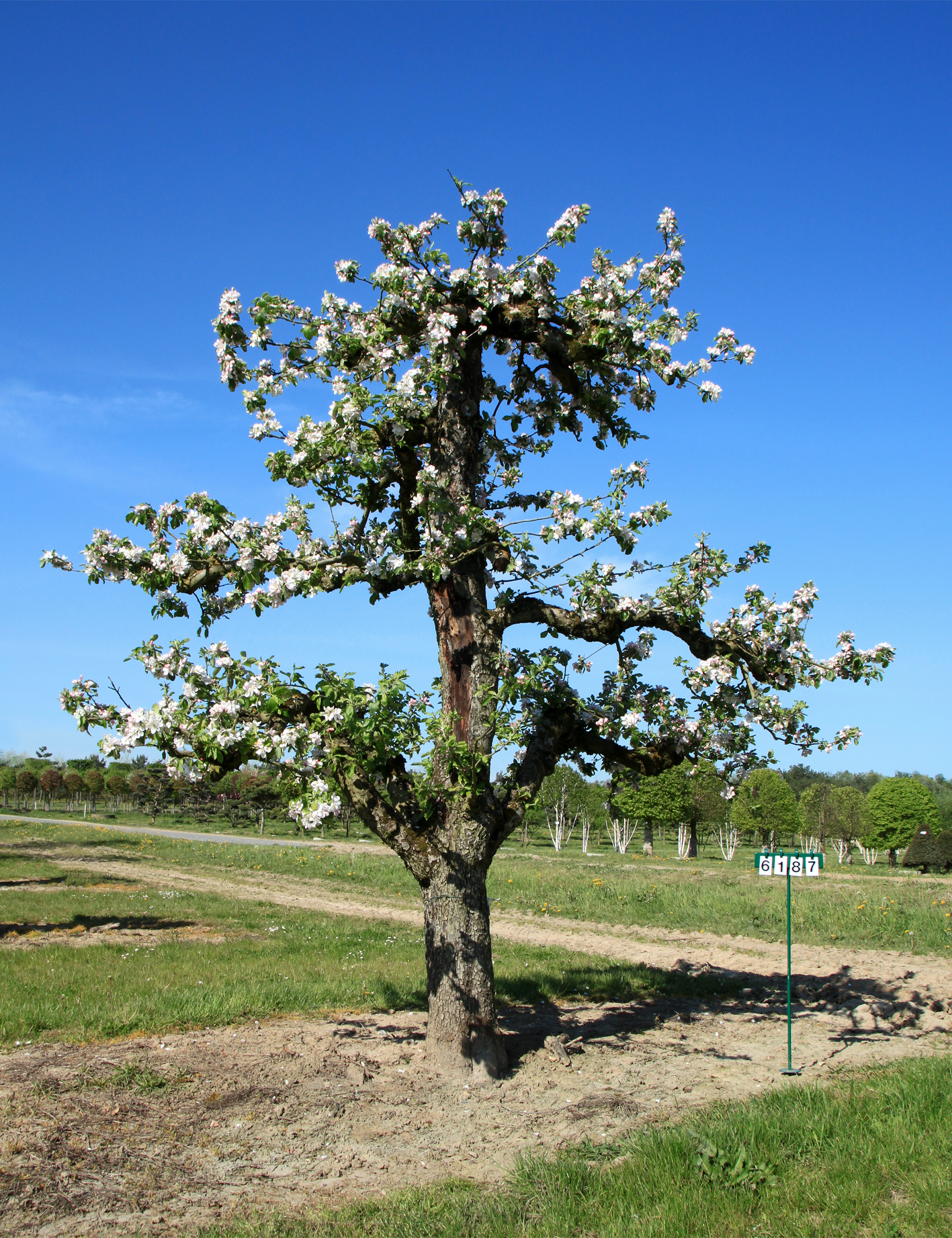 Apfel 'Holsteiner Cox' Unikat