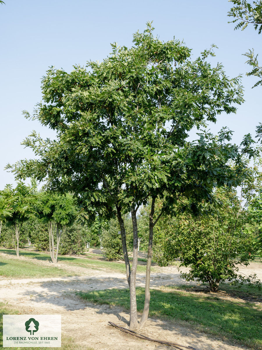 Quercus cerris