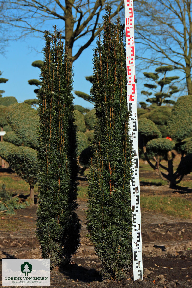 Taxus baccata 'Fastigiata Robusta'