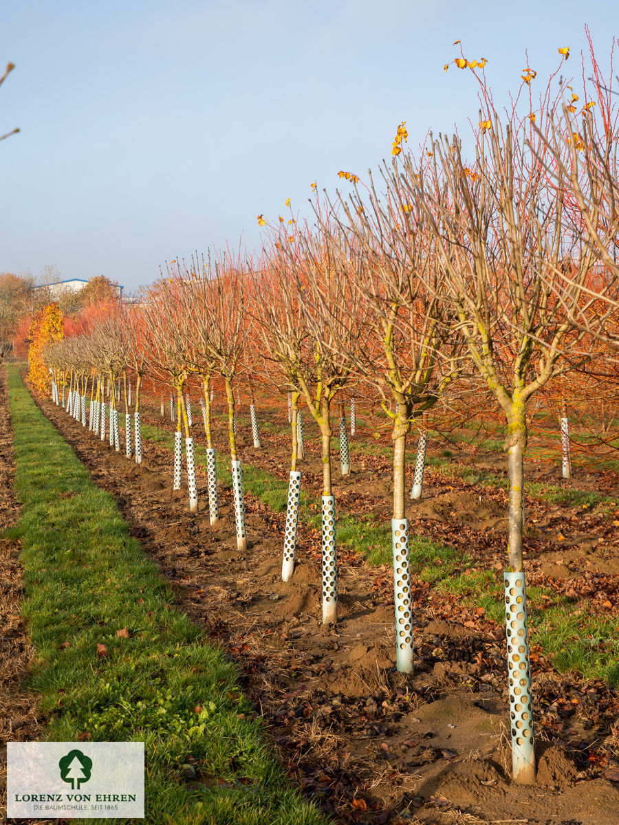 Syringa vulgaris 'Sensation'