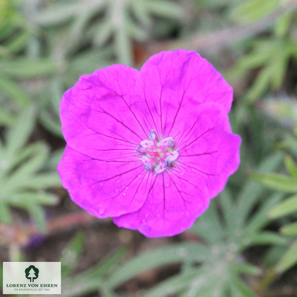 Geranium sanguineum 'Elsbeth'