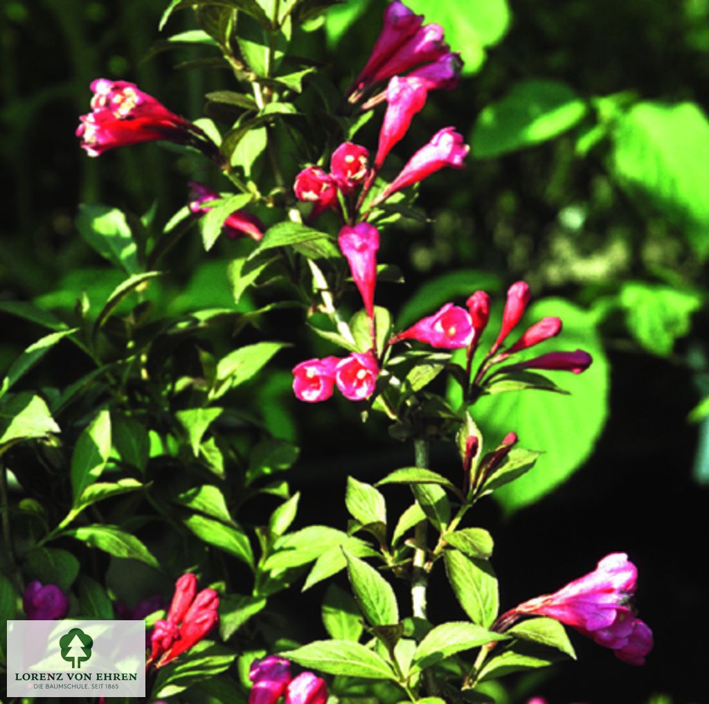 Weigela florida 'Victoria'