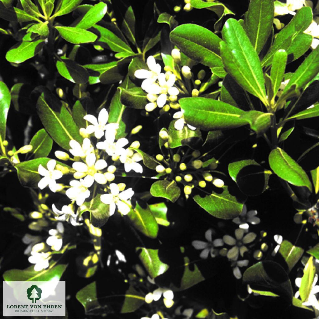 Pittosporum tobira 'Nanum'