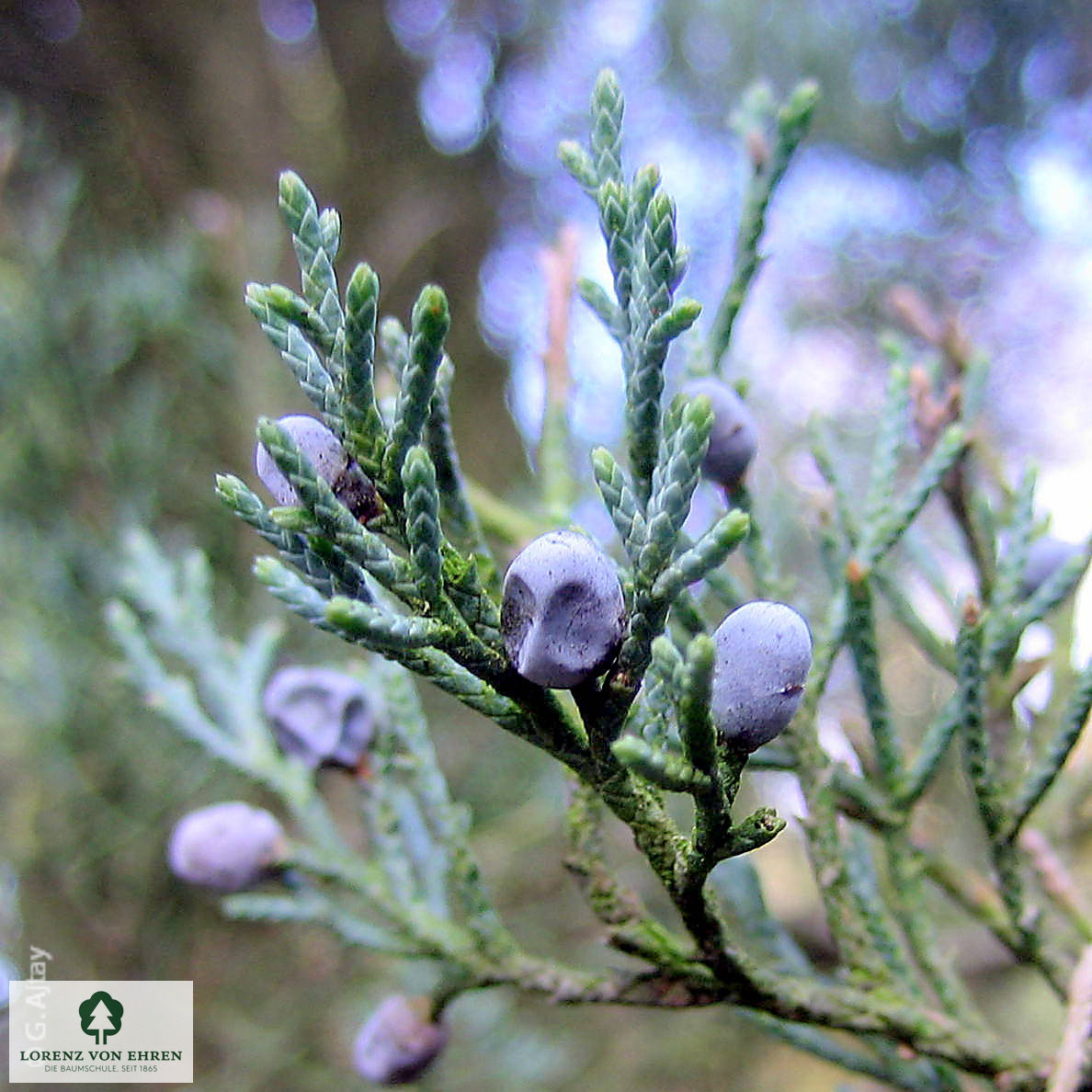 Juniperus virginiana 'Glauca'