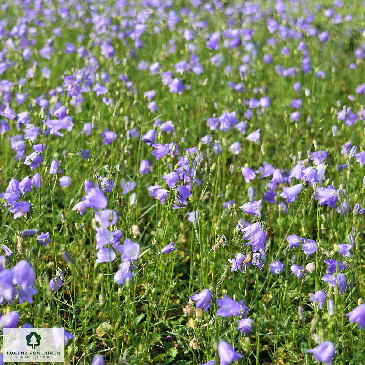 Campanula rotundifolia 'Olympica'