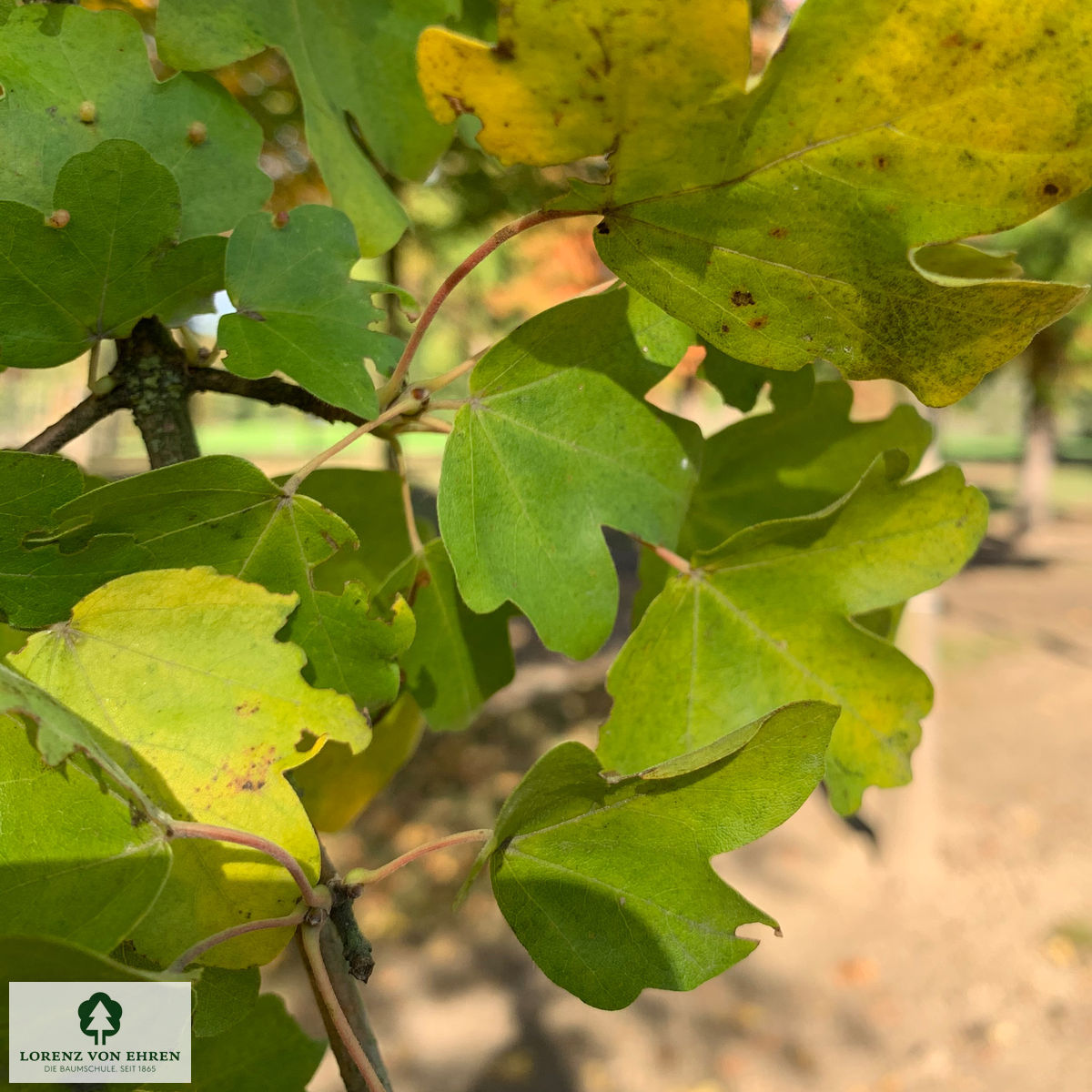 Acer campestre 'Huibers Elegant'