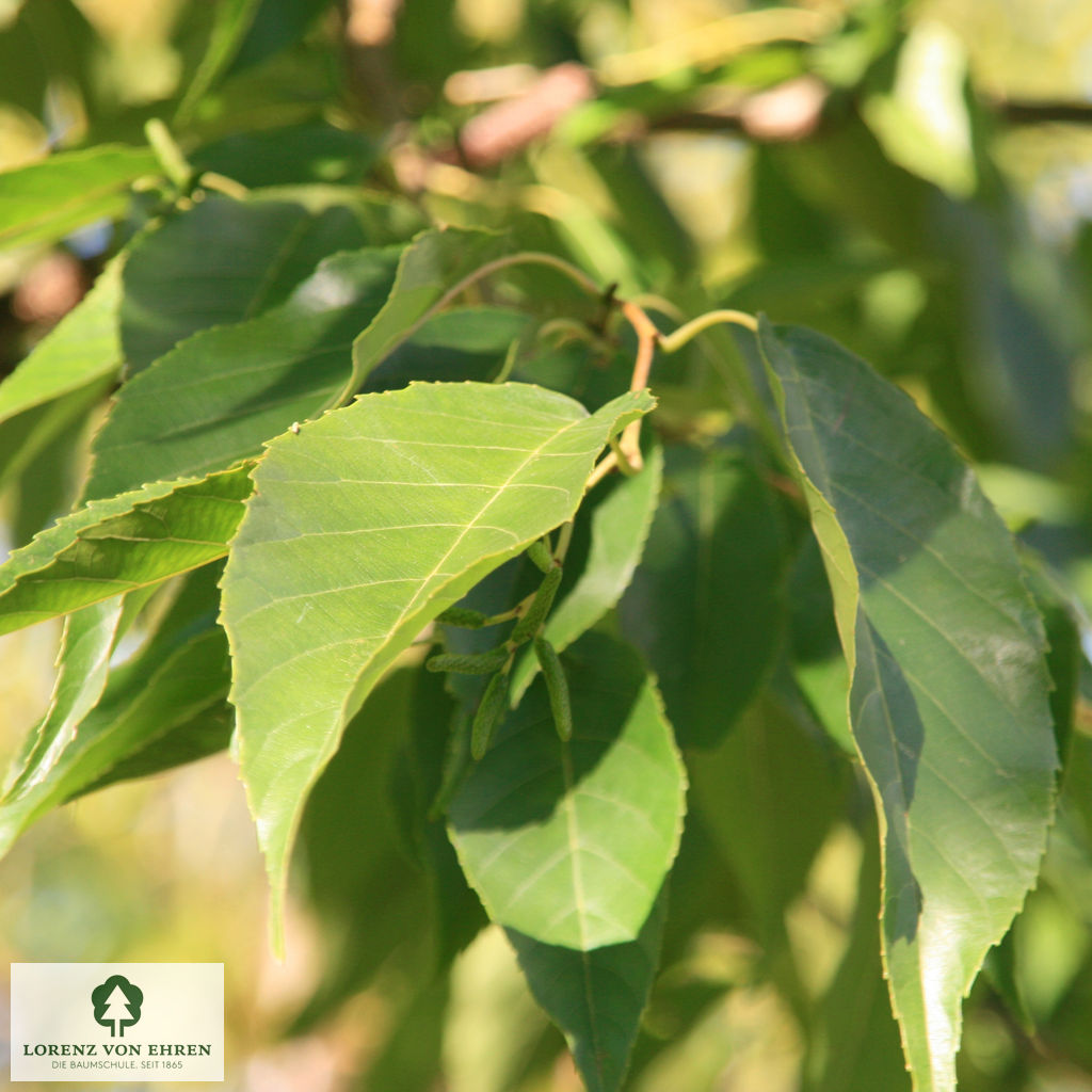 Alnus spaethii