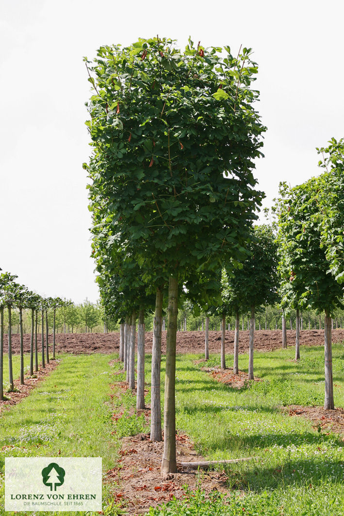 Aesculus hippocastanum