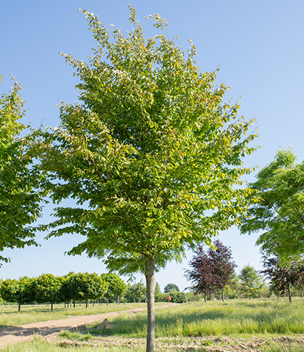 Parrotia persica 'Vanessa' sommergrün Hochstamm Sommergrüner Baum Hochstamm