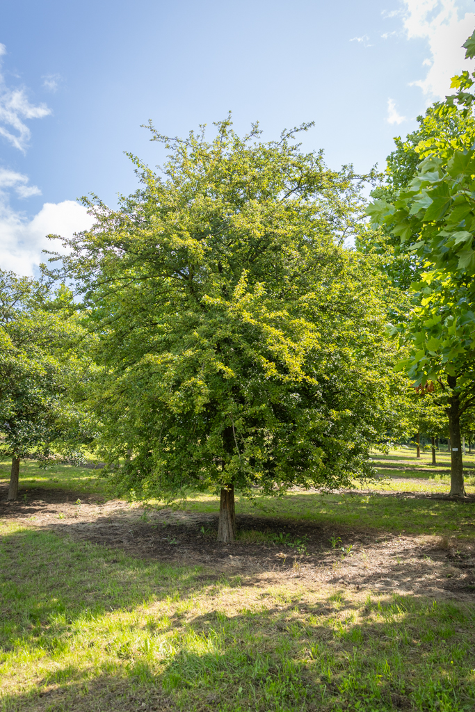 Crataegus monogyna Unikat