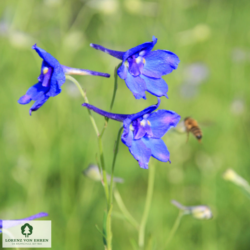 Delphinium grandiflorum 'Blauer Zwerg'