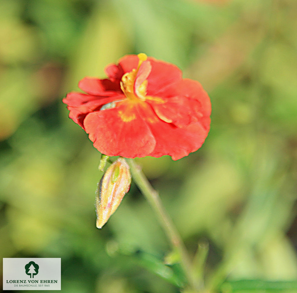 Helianthemum 'Amabile Plenum'