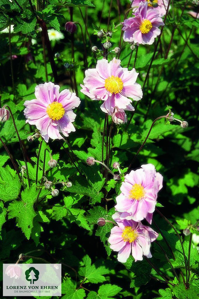 Anemone hupehensis 'Praecox'