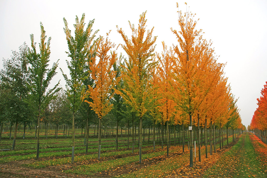 Ulmen in Herbstfärbung 