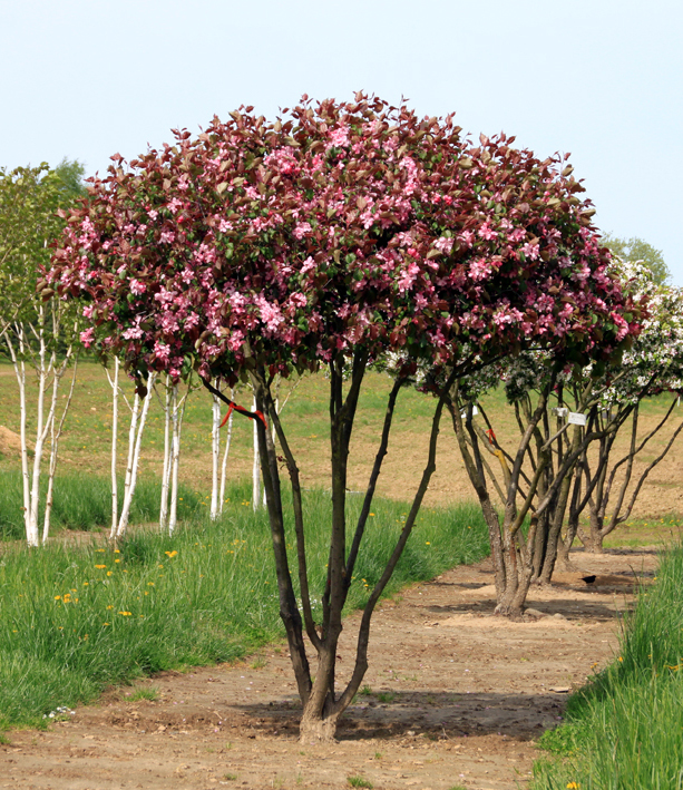 Schirm Malus Rudolph Ein dunkelrot blühender Schirmbaum