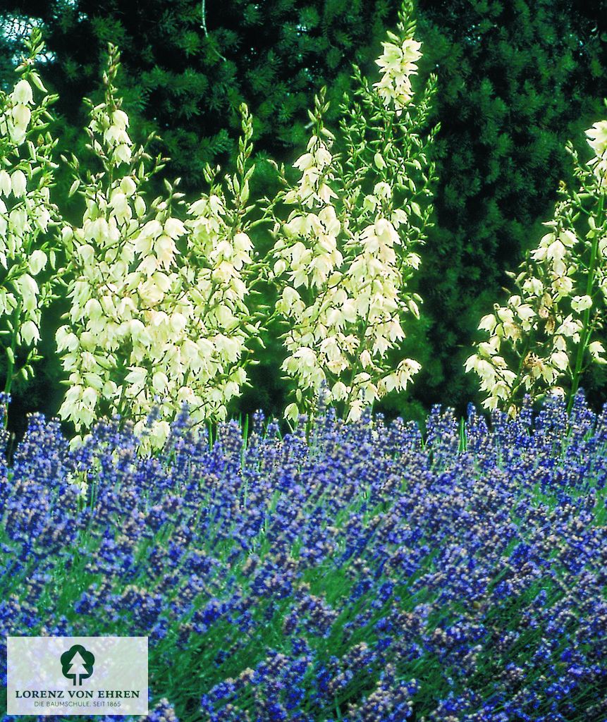 Lavandula angustifolia 'Hidcote Blue'