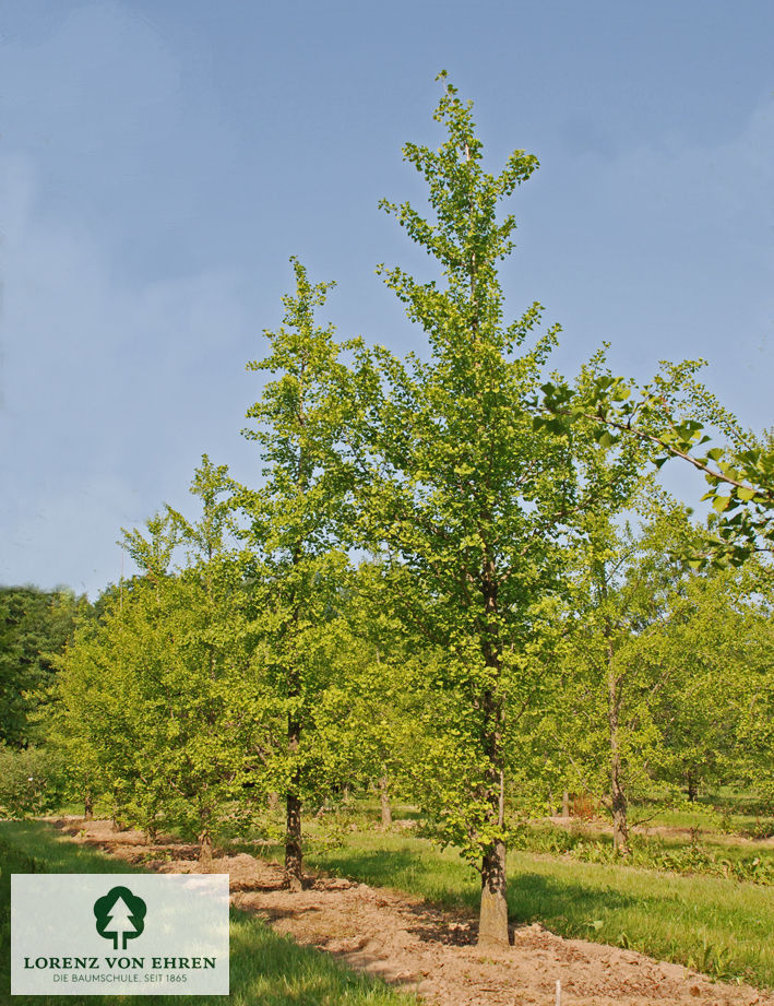 Grüner Ginkgo Baum im Sommer