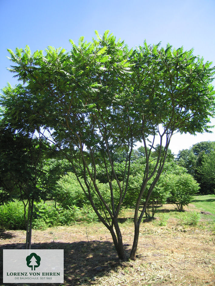 Rhus typhina