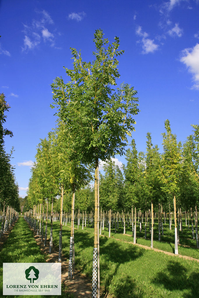 Fraxinus excelsior 'Jaspidea'