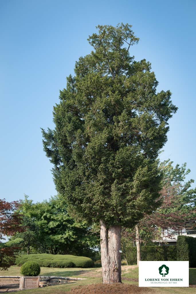 Taxus baccata (200) Unikat