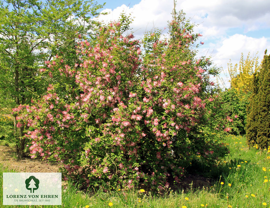 Syringa microphylla 'Superba'