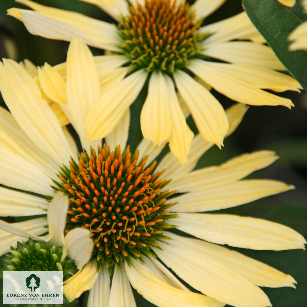 Echinacea purpurea 'Sunrise'