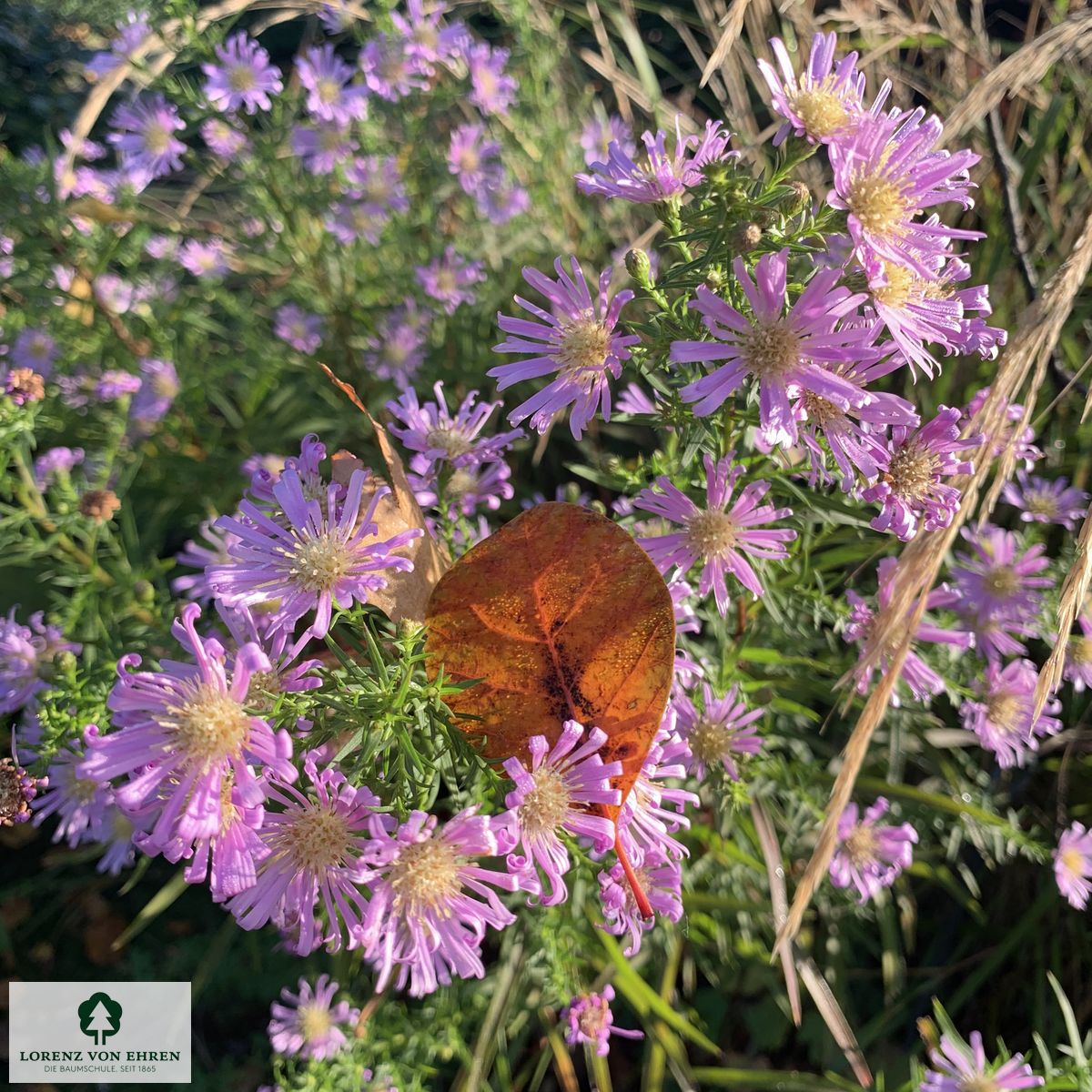 Aster pringlei 'Pink Star'