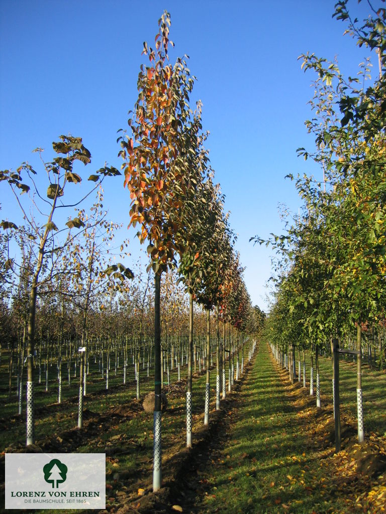 Malus tschonoskii