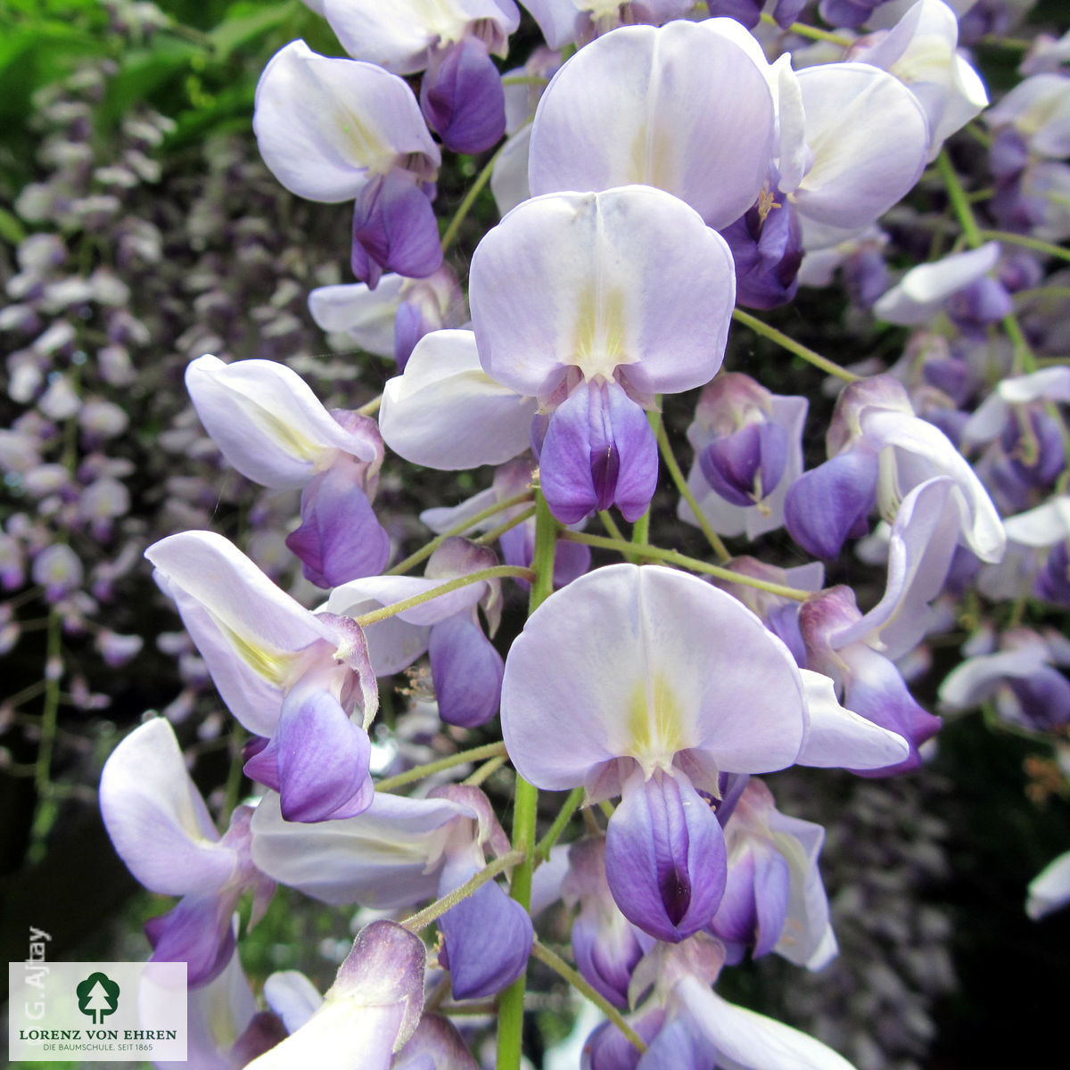 Wisteria floribunda 'Multijuga'