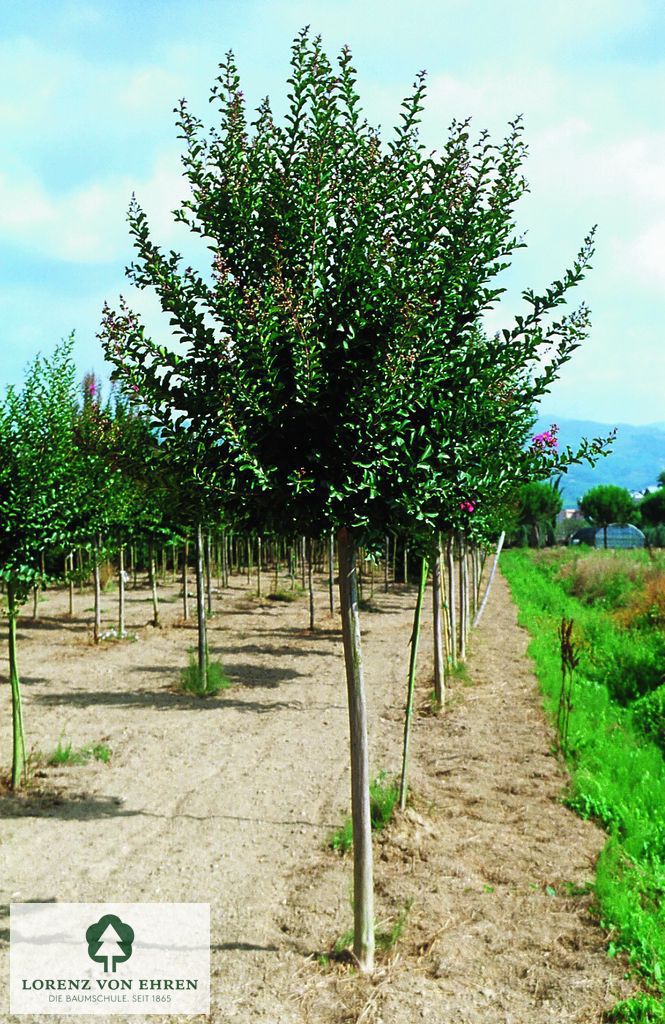 Lagerstroemia indica in Farben rot, rosa, weiß, lila