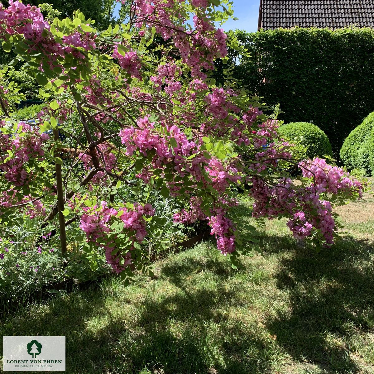 Robinia hispida 'Macrophylla'