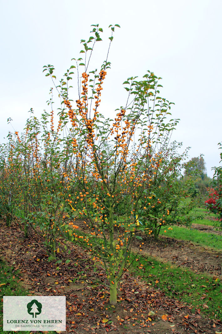 Malus 'Golden Hornet'