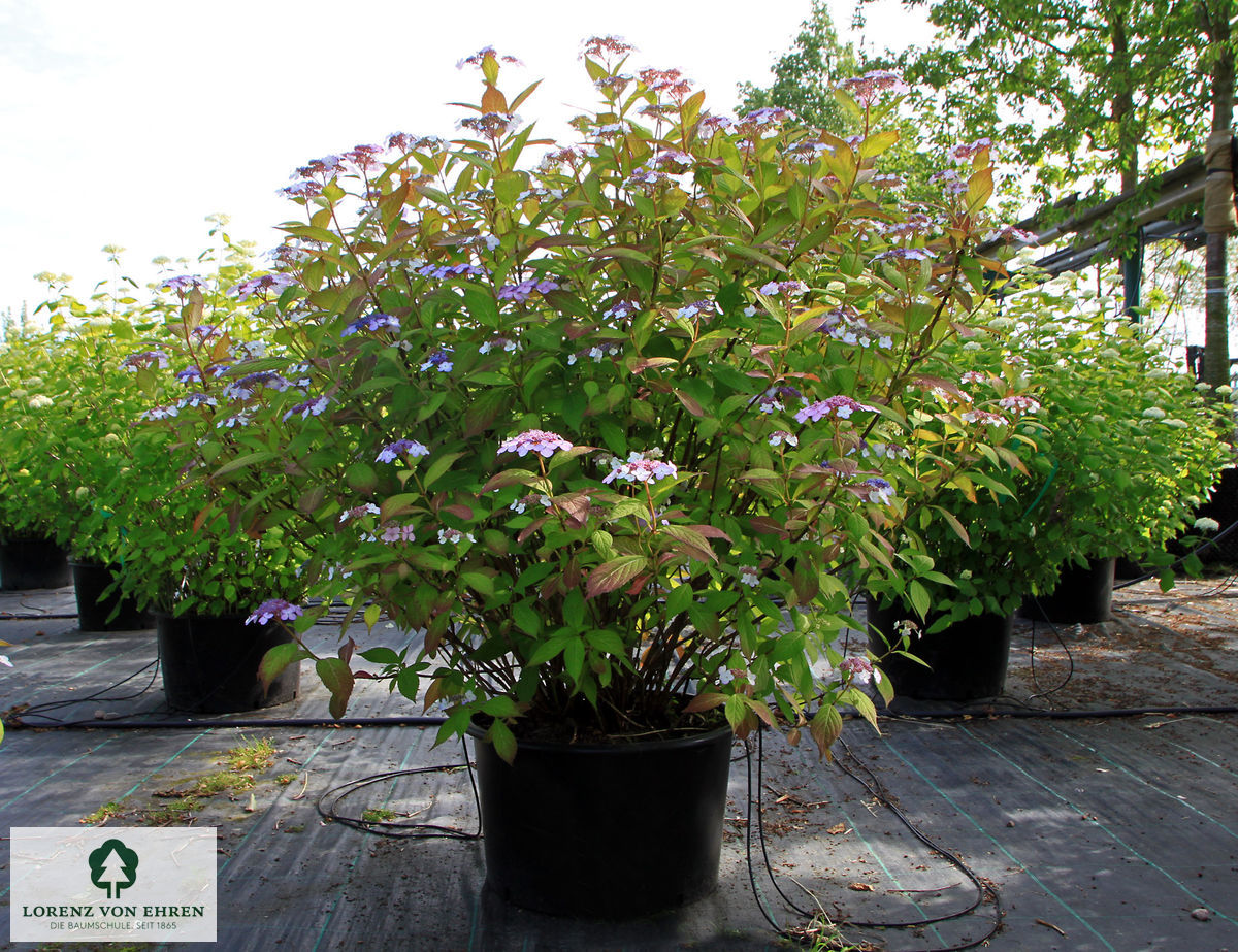 Hydrangea serrata 'Bluebird'