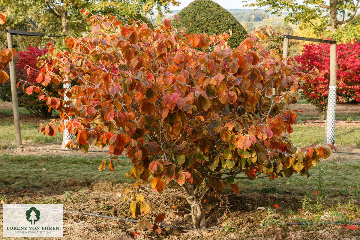 Hamamelis intermedia 'Diane'