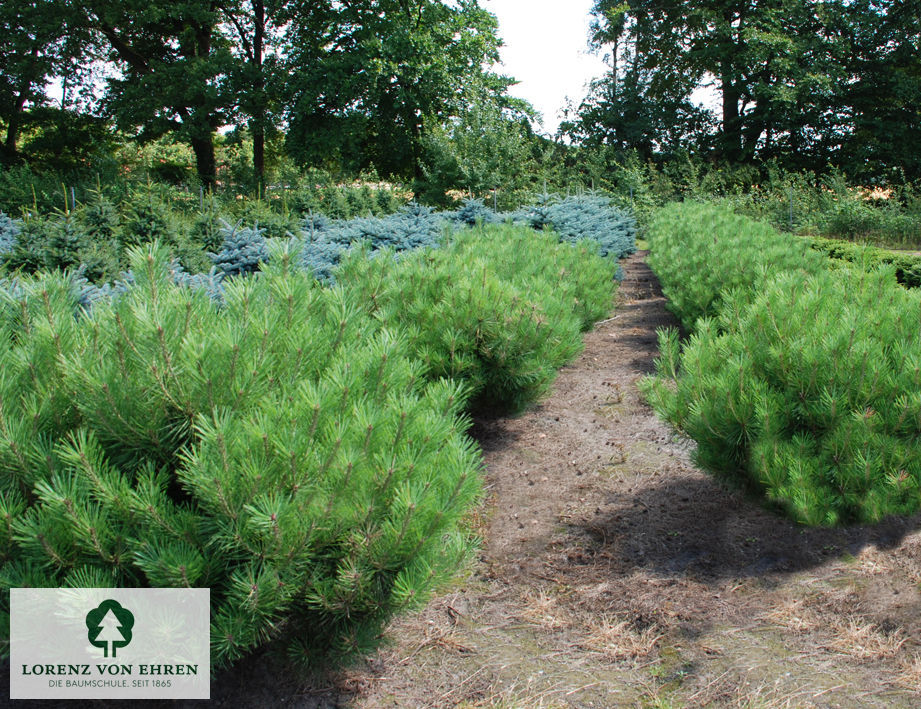 Pinus densiflora 'Umbraculifera'