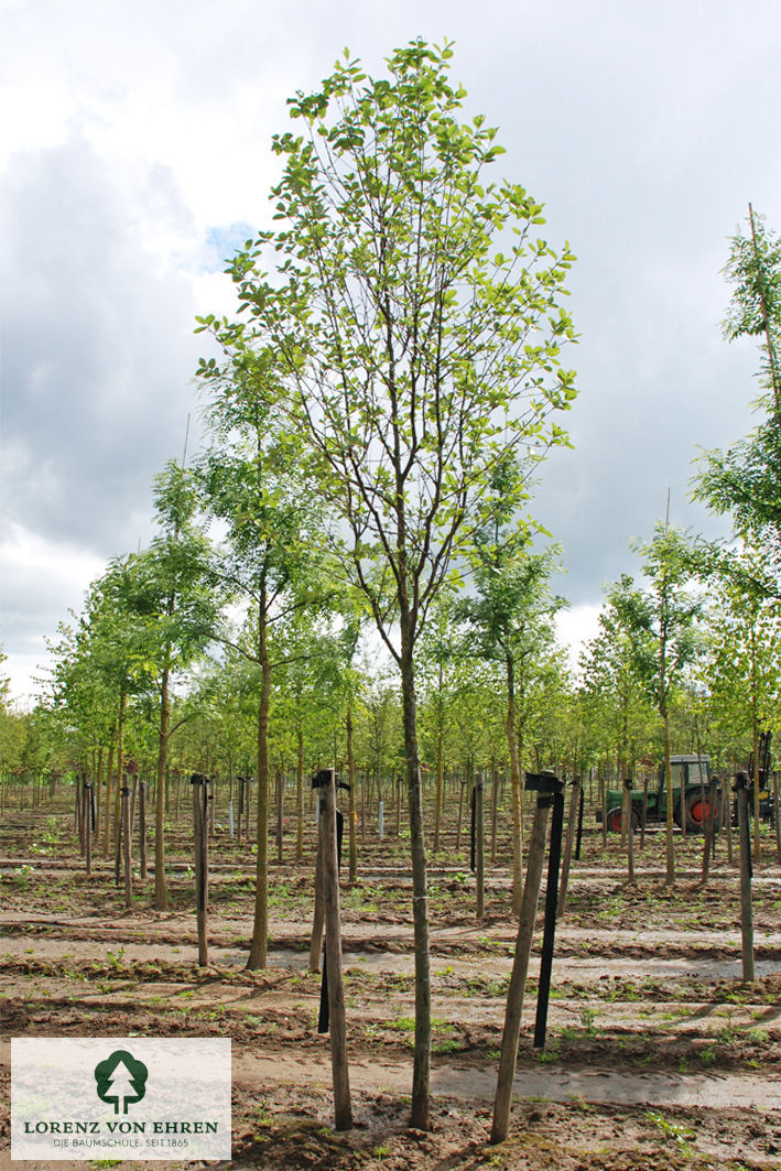 Sorbus aria 'Lutescens'