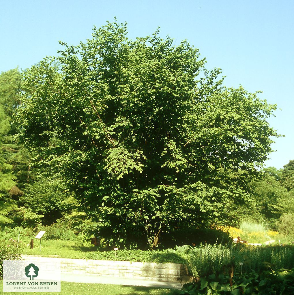 Corylus avellana