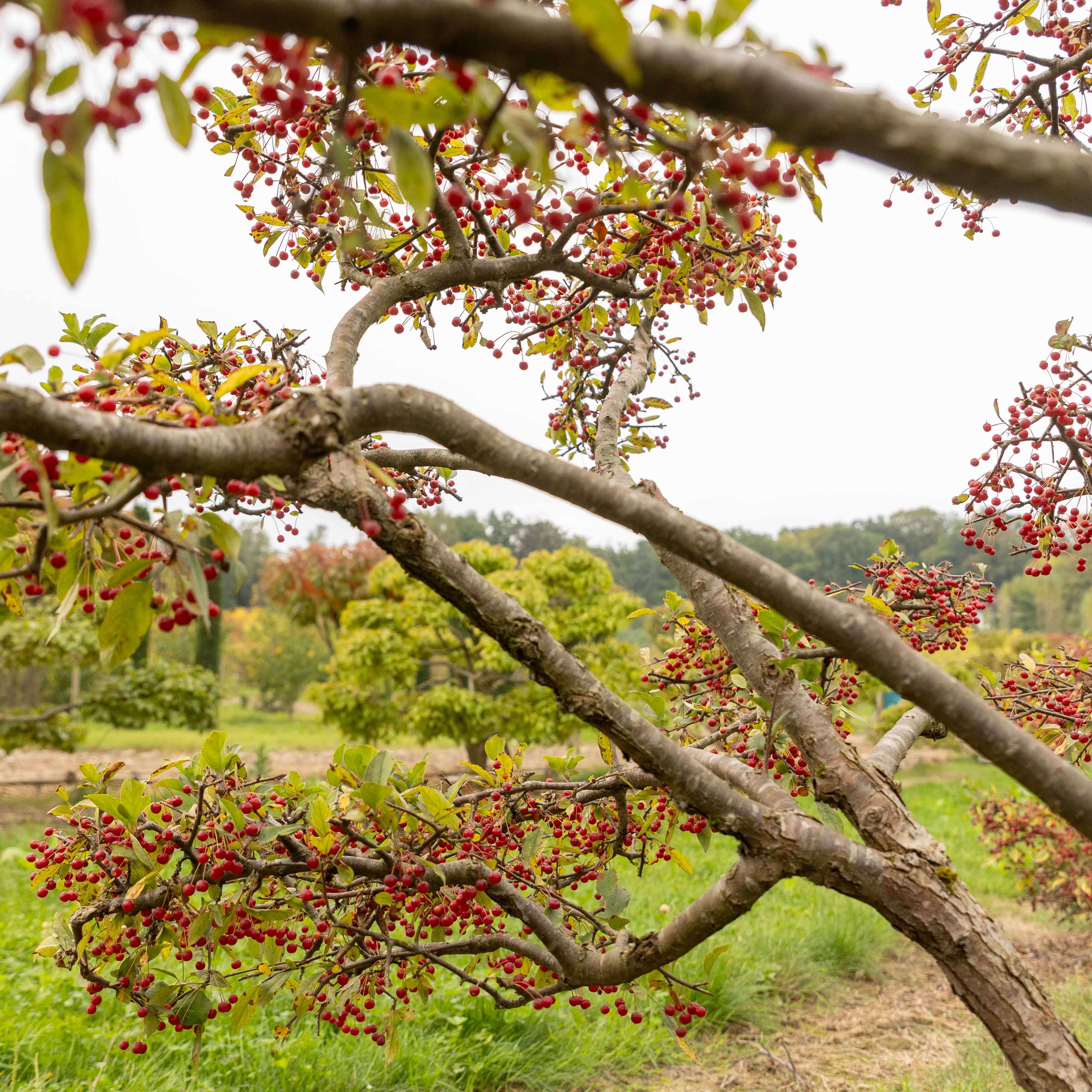 Malus toringo sargentii 'Elskilstuna' Bonsai