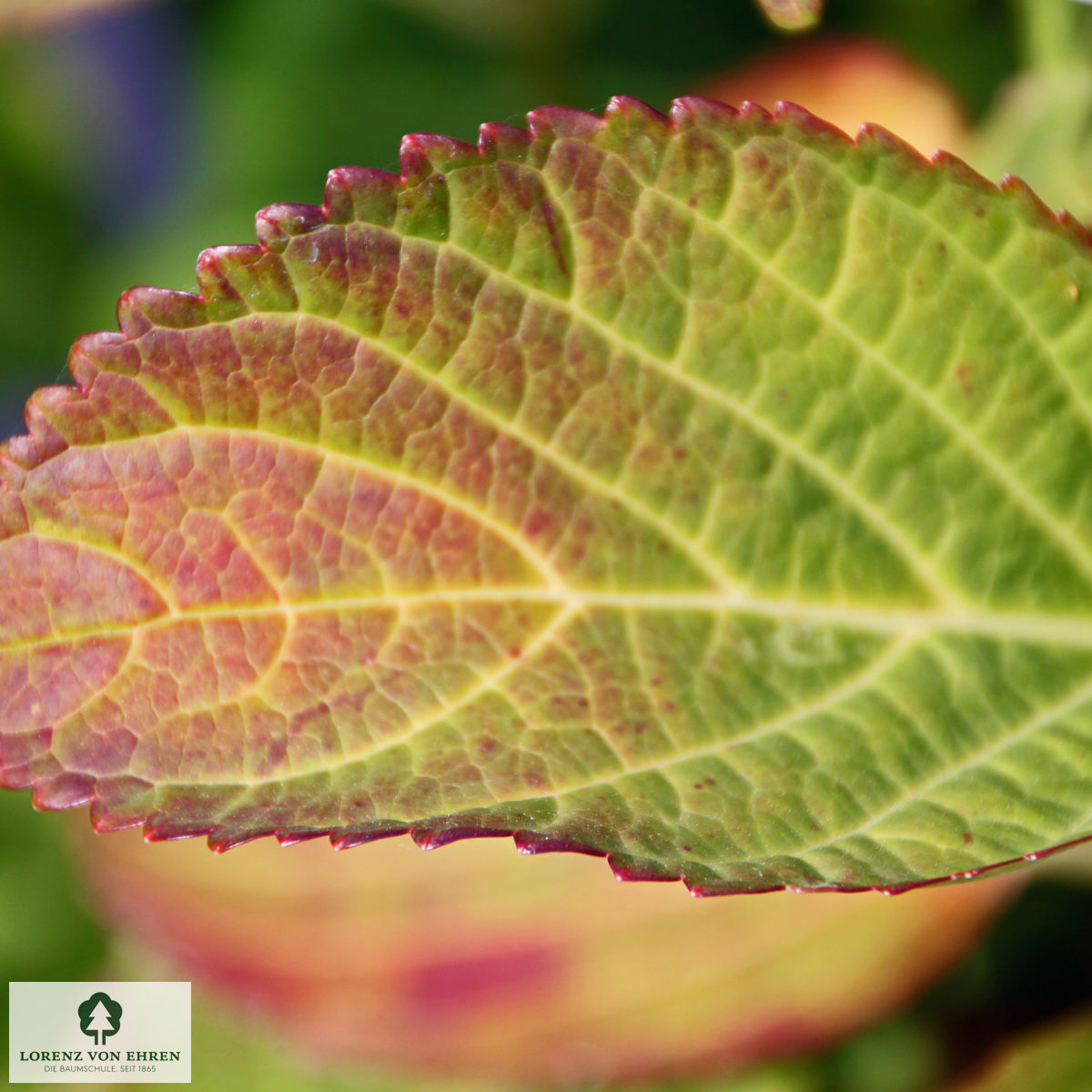 Hydrangea macrophylla 'Nymphe'